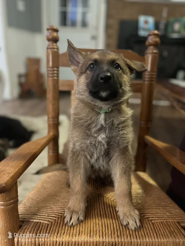 Cowboy – German Shepherd Dog puppy for sale in Trenton, NC