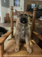 Cowboy, a male German Shepherd Dog for sale in Trenton, NC – 1 of 1
