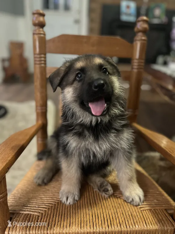 Mark Henry – German Shepherd Dog puppy for sale in Trenton, NC