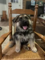 Mark Henry, a male German Shepherd Dog for sale in Trenton, NC – 1 of 1