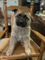 Chuck, a male German Shepherd Dog for sale in Trenton, NC – 1 of 1
