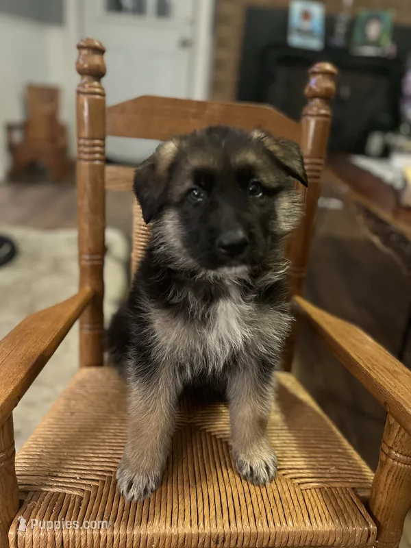 Boulder – German Shepherd Dog puppy for sale in Trenton, NC