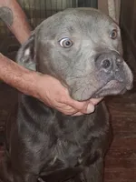 Big boy, a male American Pit Bull Terrier for sale in Altus, OK – 3 of 3