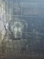 Big boy, a male American Pit Bull Terrier for sale in Altus, OK – 2 of 3