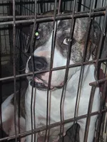 Zena , a female American Bulldog for sale in Altus, OK – 1 of 1