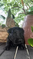 Abby , a female Scottish Terrier for sale in Whitefield, OK – 3 of 3