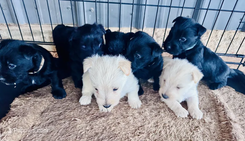 Arizona  – Scottish Terrier puppy for sale in Whitefield, OK