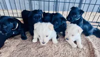 Arizona , a female Scottish Terrier for sale in Whitefield, OK – 1 of 2