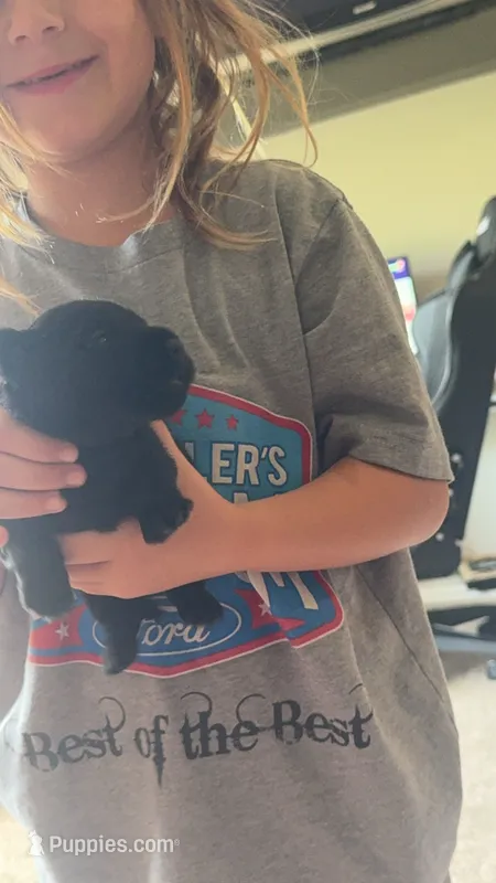 Ziva – Scottish Terrier puppy for sale in Whitefield, OK