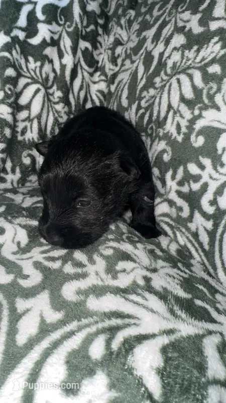 Gibbs  – Scottish Terrier puppy for sale in Whitefield, OK