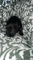 Gibbs , a male Scottish Terrier for sale in Whitefield, OK – 1 of 2