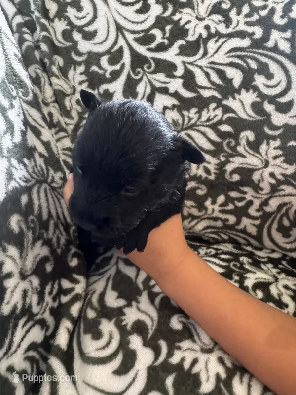 Abby  – Scottish Terrier puppy for sale in Whitefield, OK