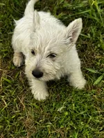 processed/f472912e-fb84-43e4-a699-c5669e118a62/listing/5e82f204-a635-49e9-9448-988f2259830c/a4444306-fd28-48fe-8bc7-44748f5bcd40