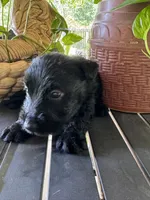 Arizona , a female Scottish Terrier for sale in Whitefield, OK – 2 of 2