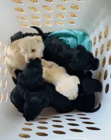 Izzy, a female Scottish Terrier for sale in Whitefield, OK – 2 of 2