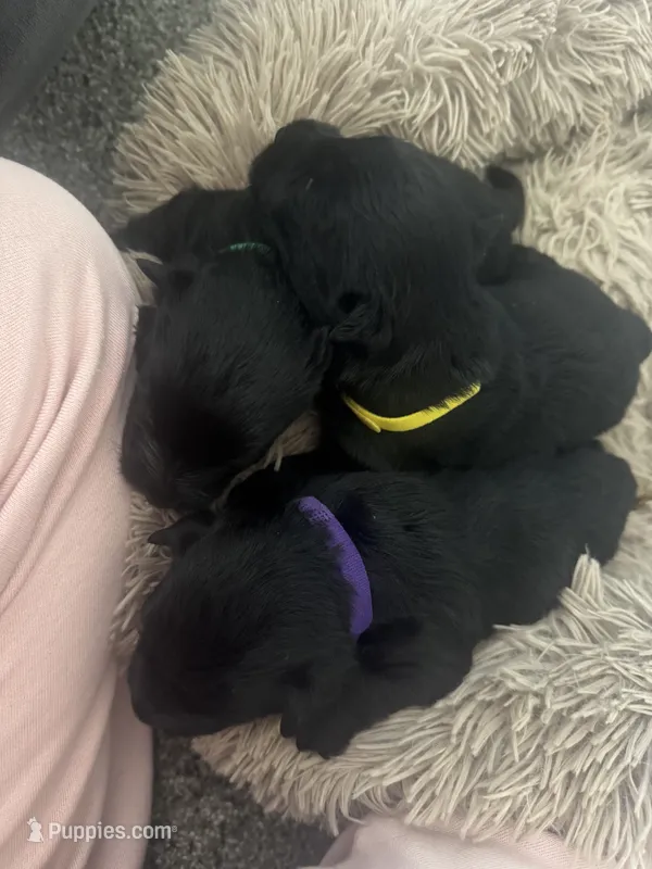 Abby  – Scottish Terrier puppy for sale in Whitefield, OK
