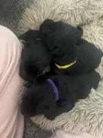 Abby , a female Scottish Terrier for sale in Whitefield, OK – 2 of 2