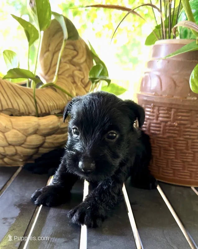 Owen – Scottish Terrier puppy for sale in Whitefield, OK