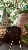 Ziva, a female Scottish Terrier for sale in Whitefield, OK – 4 of 4