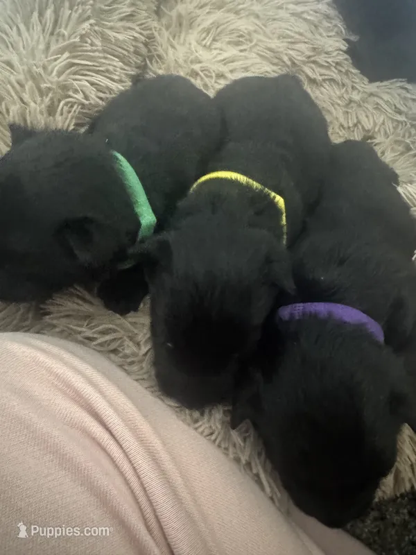 Ziva – Scottish Terrier puppy for sale in Whitefield, OK