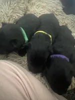 Ziva, a female Scottish Terrier for sale in Whitefield, OK – 2 of 3