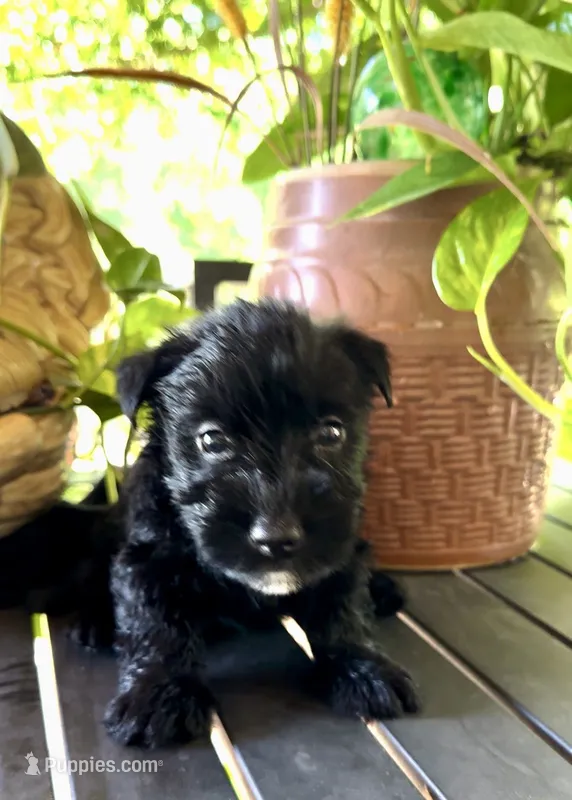 Derek – Scottish Terrier puppy for sale in Whitefield, OK
