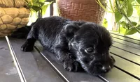 April, a female Scottish Terrier for sale in Whitefield, OK – 1 of 1