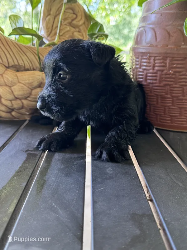 Izzy – Scottish Terrier puppy for sale in Whitefield, OK