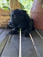 Izzy, a female Scottish Terrier for sale in Whitefield, OK – 1 of 2