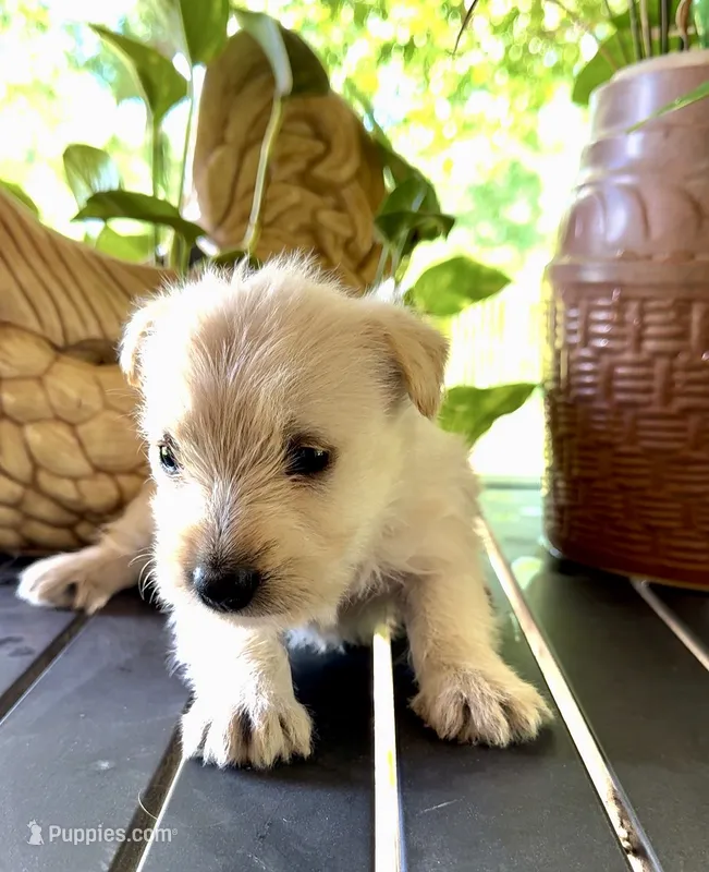 Meredith – Scottish Terrier puppy for sale in Whitefield, OK