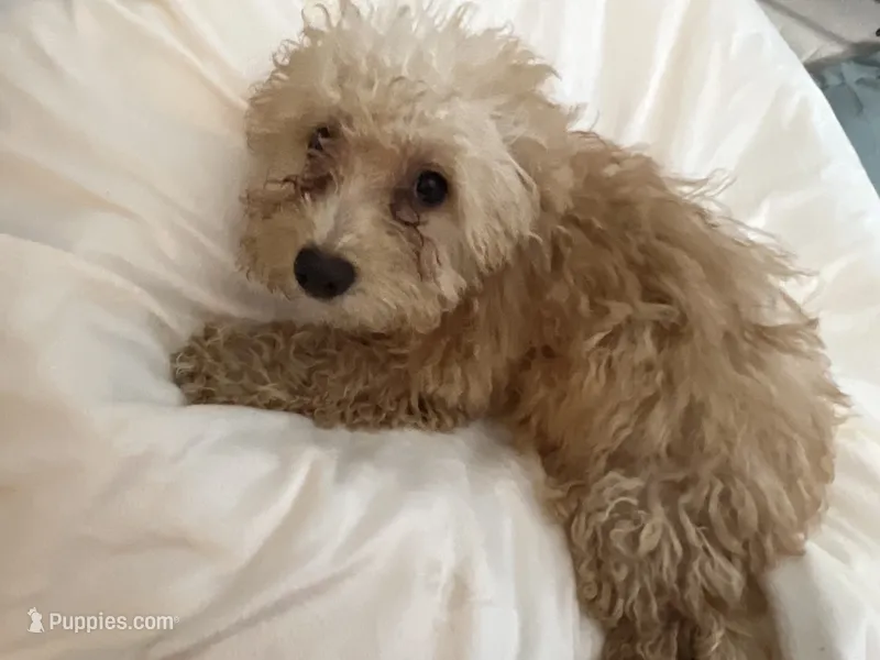 Bell Pepper  – Maltipoo puppy for sale in Santa Clarita, CA