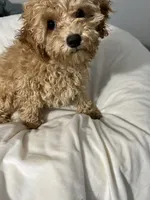 Habanero Pepper, a male Maltipoo for sale in Santa Clarita, CA – 4 of 8