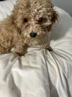 Habanero Pepper, a male Maltipoo for sale in Santa Clarita, CA – 5 of 8