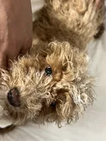 Ghost Pepper, a male Maltipoo for sale in Santa Clarita, CA – 6 of 6