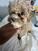 Cherry Pepper, a female Maltipoo for sale in Santa Clarita, CA – 3 of 10