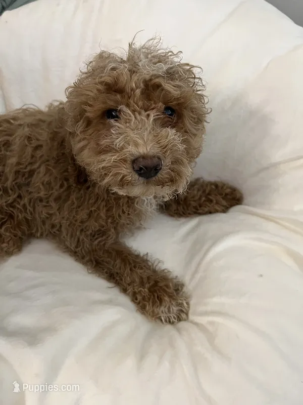 Ghost Pepper – Maltipoo puppy for sale in Santa Clarita, CA
