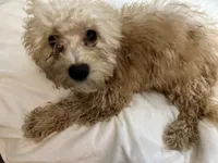 Bell Pepper , a female Maltipoo for sale in Santa Clarita, CA – 9 of 10