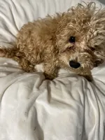 Habanero Pepper, a male Maltipoo for sale in Santa Clarita, CA – 2 of 8