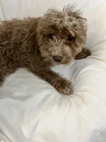 Ghost Pepper, a male Maltipoo for sale in Santa Clarita, CA – 5 of 6