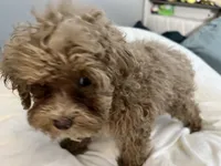 Cherry Pepper, a female Maltipoo for sale in Santa Clarita, CA – 5 of 10