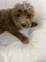 Ghost Pepper, a male Maltipoo for sale in Santa Clarita, CA – 3 of 6