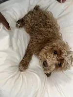 Ghost Pepper, a male Maltipoo for sale in Santa Clarita, CA – 4 of 6