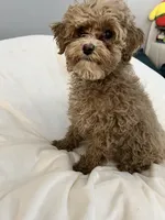 Cherry Pepper, a female Maltipoo for sale in Santa Clarita, CA – 6 of 10