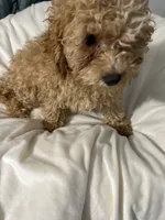 Habanero Pepper, a male Maltipoo for sale in Santa Clarita, CA – 3 of 8