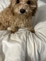 Habanero Pepper, a male Maltipoo for sale in Santa Clarita, CA – 7 of 8