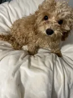 Habanero Pepper, a male Maltipoo for sale in Santa Clarita, CA – 8 of 8