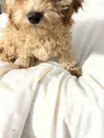 Habanero Pepper, a male Maltipoo for sale in Santa Clarita, CA – 6 of 8