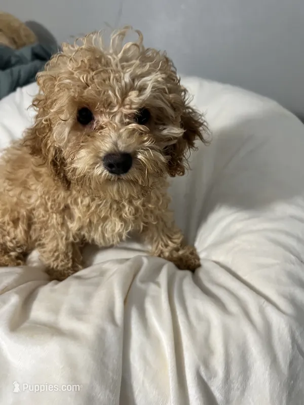 Habanero Pepper – Maltipoo puppy for sale in Santa Clarita, CA
