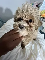 Cherry Pepper, a female Maltipoo for sale in Santa Clarita, CA – 8 of 10
