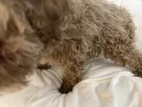 Cherry Pepper, a female Maltipoo for sale in Santa Clarita, CA – 4 of 10